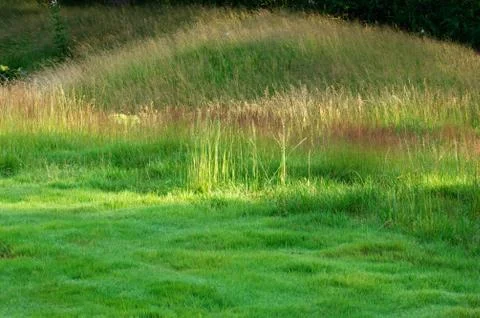 Flower field Stock Photos