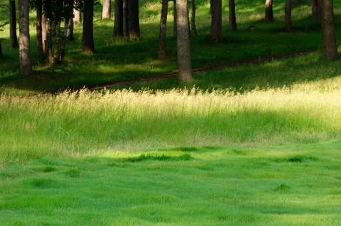 Flower field Stock Photos