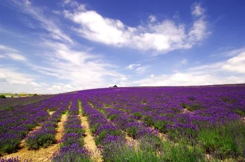 Flower field Stock Photos