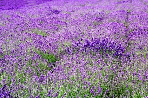 Flower field 스톡 사진