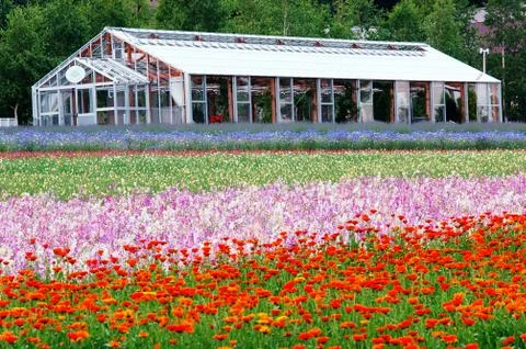 Flower field 写真素材