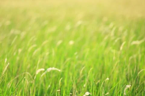 Flower field Stock Photos