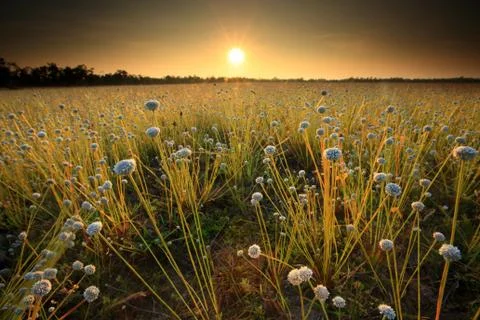 Flower field Stock Photos