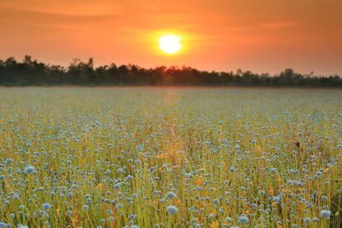 Flower field Stock Photos