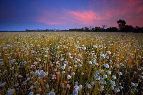 Flower field Stock Photos