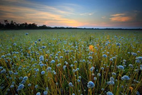 Flower field Foto stock