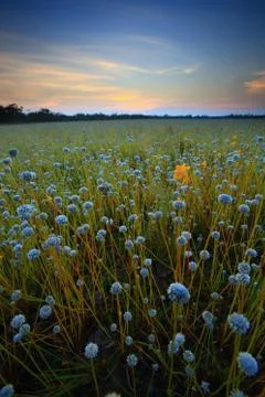 Flower field Stock Photos