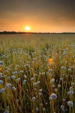 Flower field Stock Photos