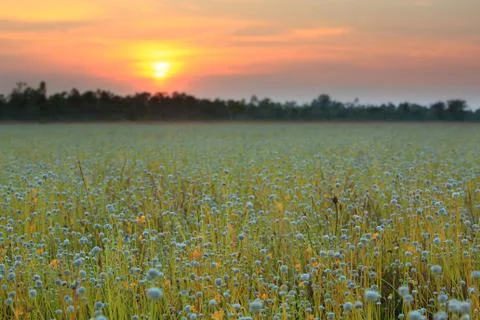 Flower field Foto stock
