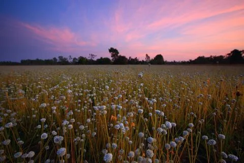 Flower field Stock Photos