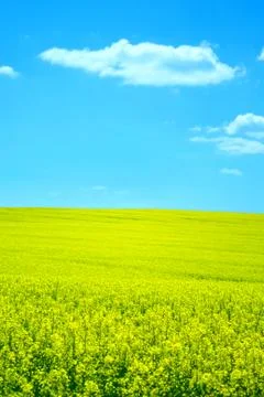 Flower field Stock Photos