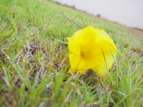 Flower in Field 写真素材