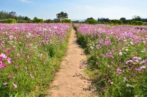 Flower field Stock Photos