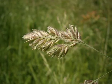 Flower field Stock-Fotos