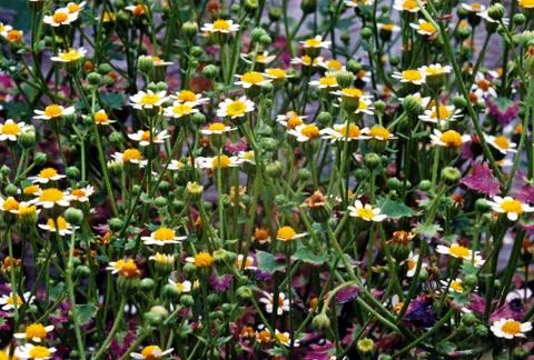 Flower field Stock Photos