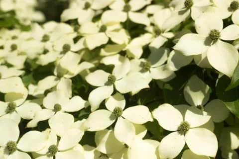 Flower field Stock Photos