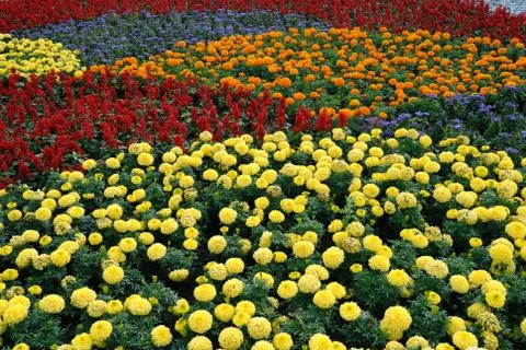 Flower field Stock Photos