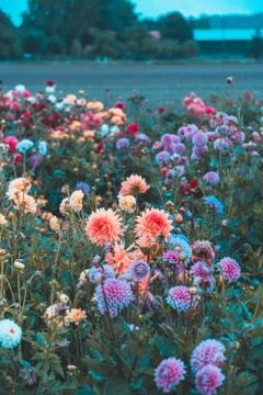 Flower Field 写真素材