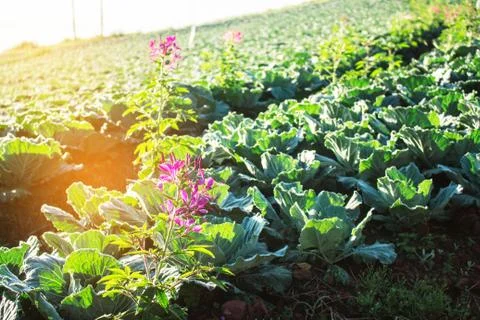 Flower on the field. 스톡 사진