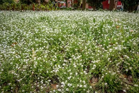 Flower Field Stock Photos