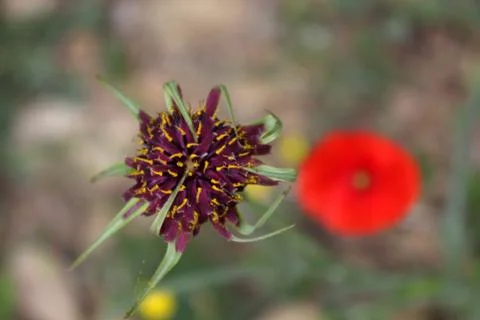Flower in the field Stock Photos