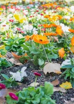Flower field Stock Photos