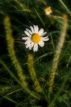 Flower in the field Stock Photos