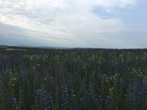 Flower Field Foto stock