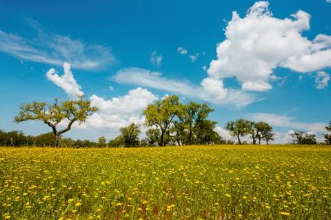 Flower field Stock Photos