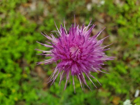 Flower in a field Foto stock