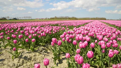A flower field with pink tulips in full bloom in Holland during spring. Stock Footage