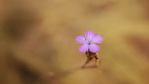 Flower in the field shallow depth of field 스톡 동영상 172311714
