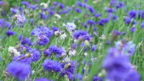 Flower Field slow motion Stock Footage 142209946