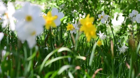 Flower field spring bloom selective focus video Stock Footage 258474372