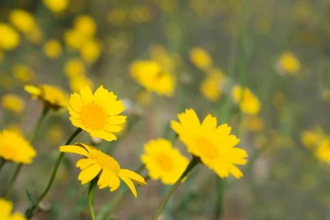 Flower field in spring Stock Photos
