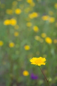 Flower field in spring Stock Photos