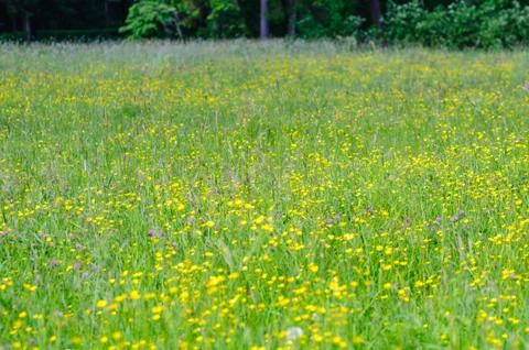 Flower field in spring time. Yellow and pink flower on green grass Stock Photos