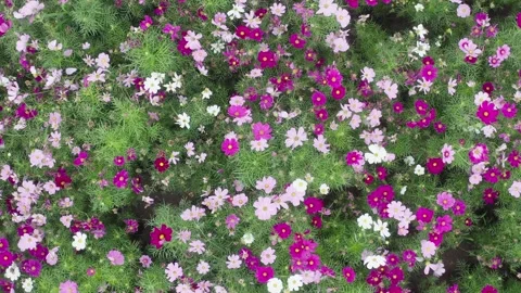 Flower field in summer Video stock 243738530