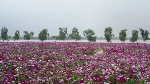 Flower field in summer Stock Footage 243738532