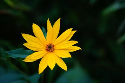 Flower of field sunflower, bulbous Stock Photos