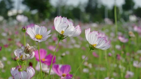 Flower Field In Sunlight Video stock 232404037