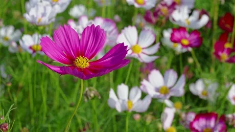 Flower Field In Sunlight Stock Footage 232404049