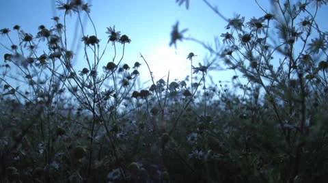 Flower field tee sun nature slow motion 1080 Video stock 25604372