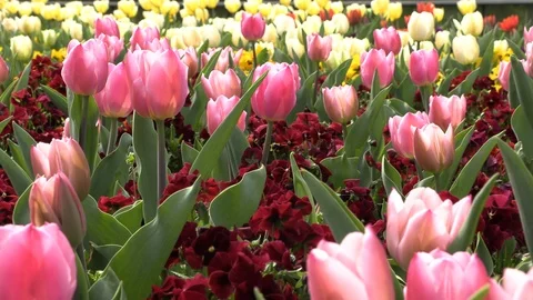 Flower field with tulips Stock Footage 88569522
