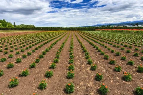 Flower field under cloud sky, furano, hokkaido, japan Stock Photos