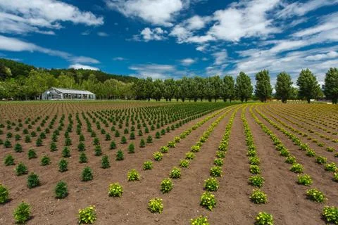 Flower field under cloud sky, furano, hokkaido Stock Photos