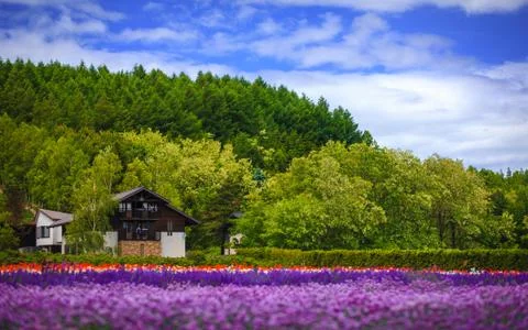 Flower field under cloud sky, furano, hokkaido Stock Photos