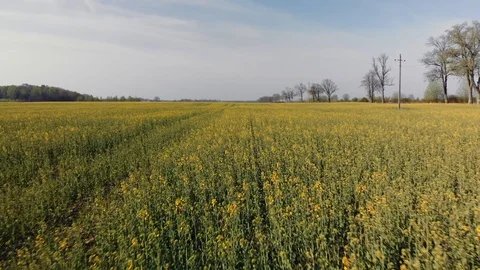 Flower field view from drone Video stock 107331180
