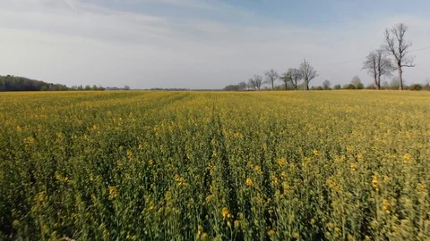 Flower field view from drone Stock Footage 107331232