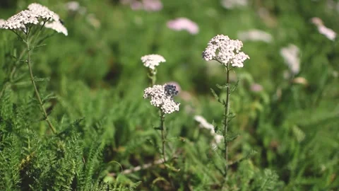 Flower field. Wind blowing thru flower field Stock Footage 131358259